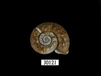 藏品(扁山蝸牛)的圖片